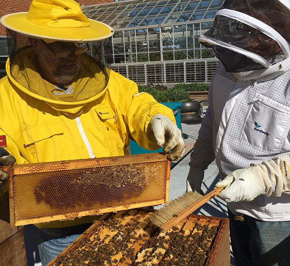 Hemmingson养蜂场的蜜蜂 