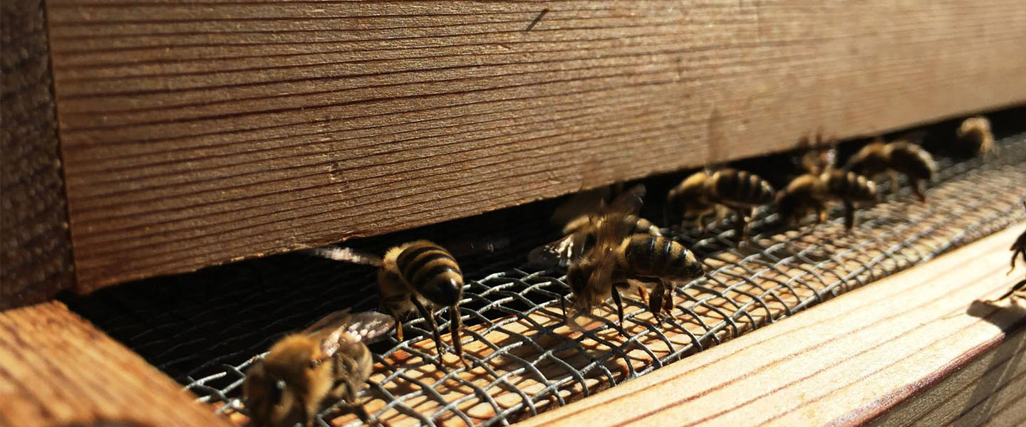 Hemmingson养蜂场的蜜蜂