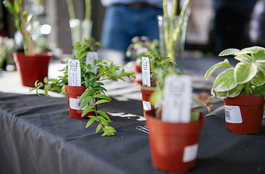 plants