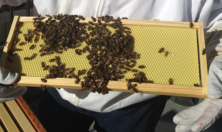 hemmingson-bee-hive