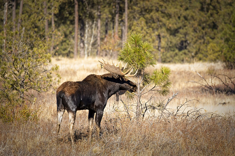 A bull moose stands in a grassy area of Turnbull WIldlife Refuge near Cheney, Washington. 
