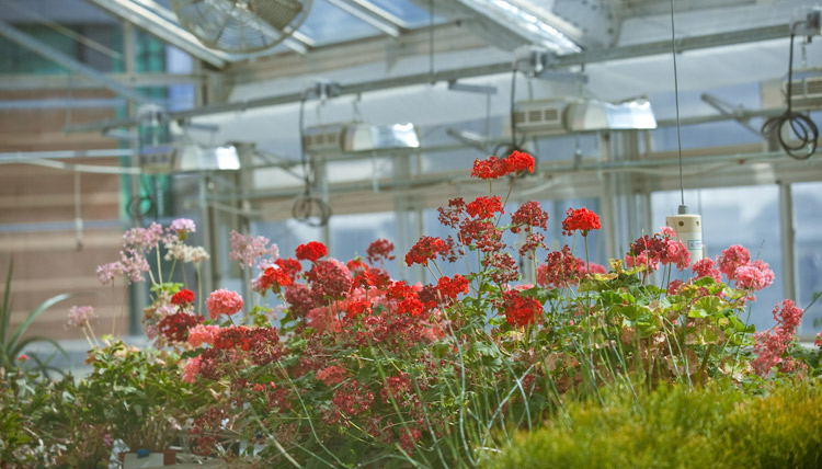 Red and pink flowers growing in greenhouse