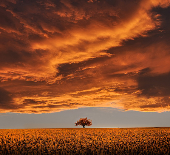 Image of a tree at sunset