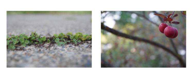 Two nature photos