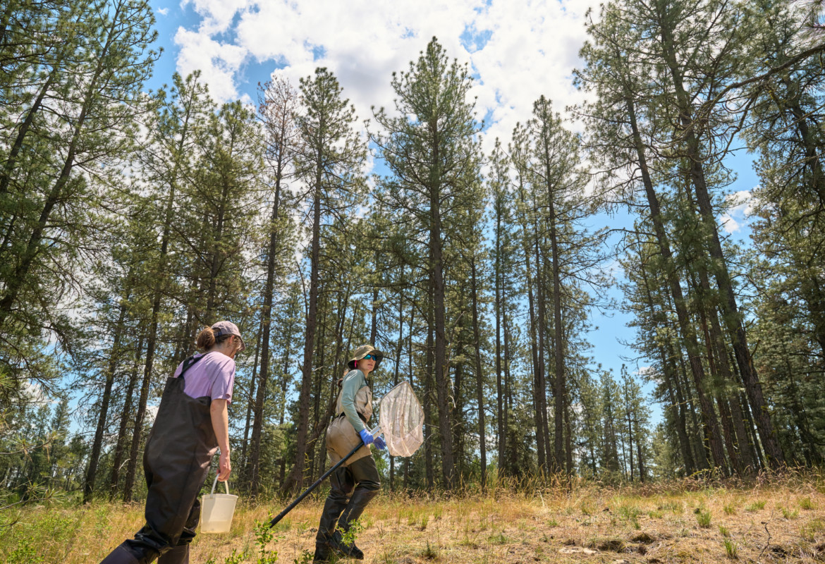 Gonzaga University Biology Students conducting research with Dr. Betsy Bancroft at the Turnbull National Wildlife Refuge.