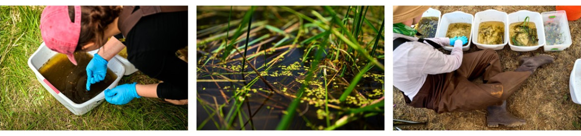 Gonzaga University Biology Students conducting research with Dr. Betsy Bancroft at the Turnbull National Wildlife Refuge.