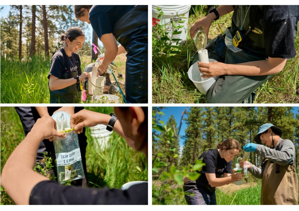 Gonzaga University Biology Students conducting research with Dr. Betsy Bancroft at the Turnbull National Wildlife Refuge.