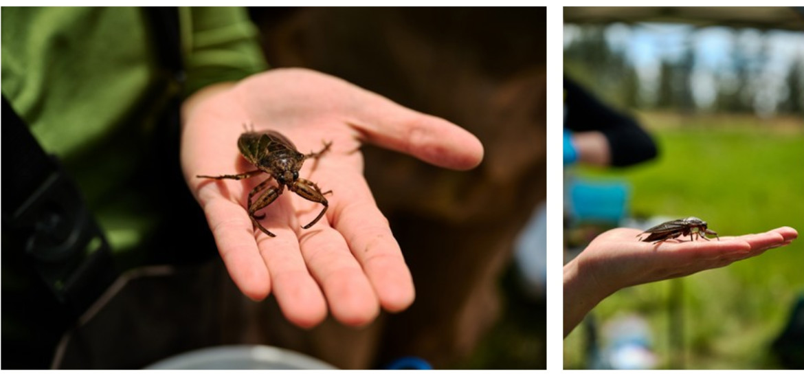 Gonzaga University Biology Students conducting research with Dr. Betsy Bancroft at the Turnbull National Wildlife Refuge.