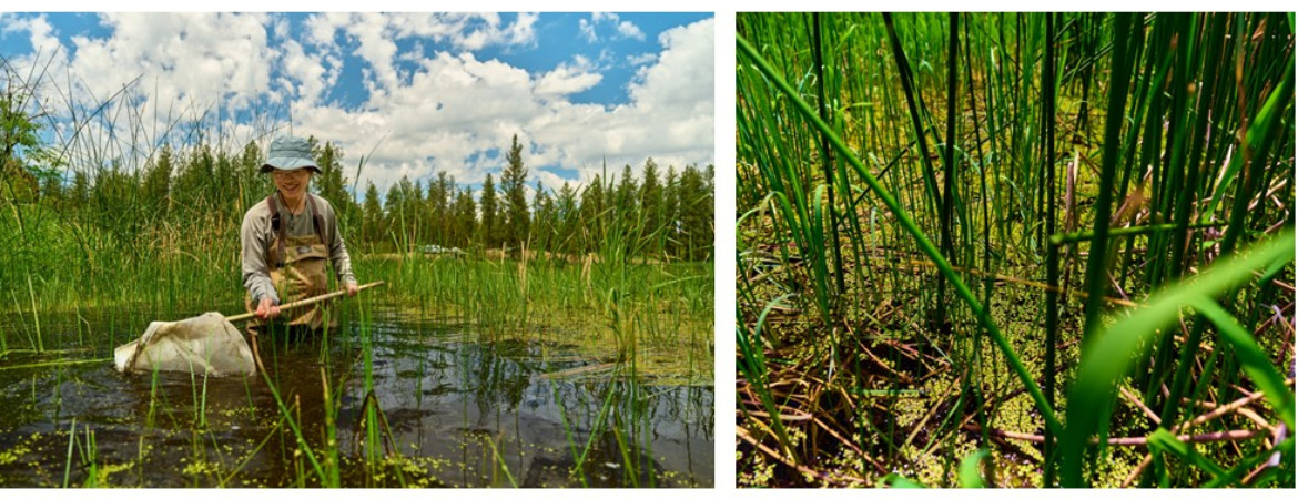 Gonzaga University Biology Students conducting research with Dr. Betsy Bancroft at the Turnbull National Wildlife Refuge.