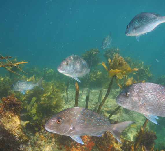 A group of Snapper fish 