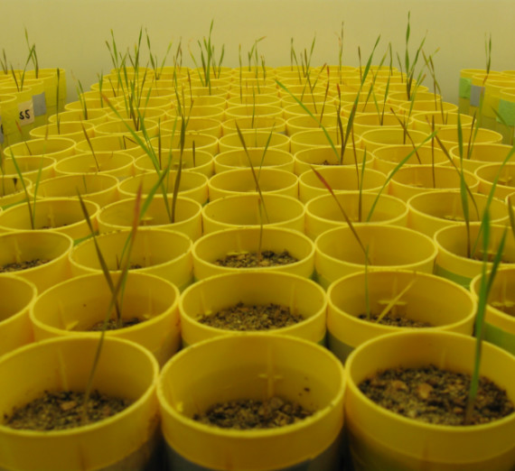 Potted seeds