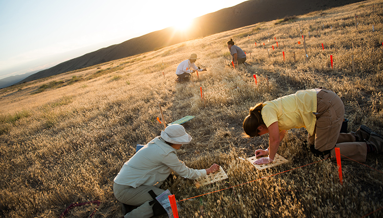 people conducting research in a field
