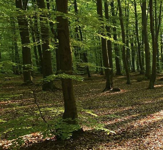 Trees in the forest with sunlight shining through.