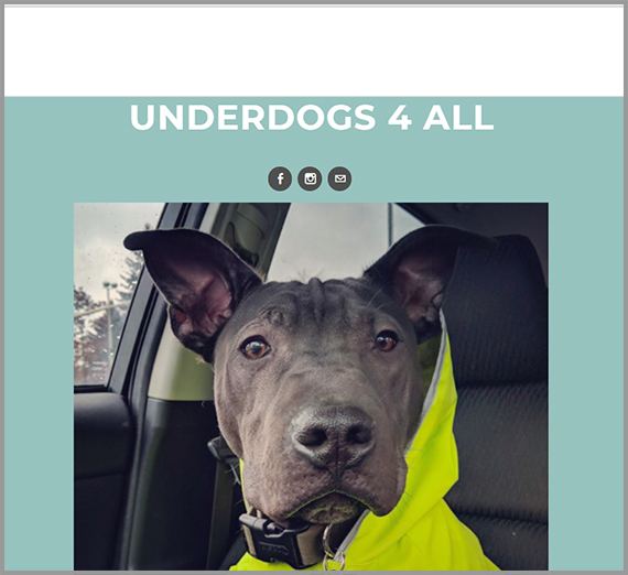 Underdogs 4 All website. Close up of black dog.