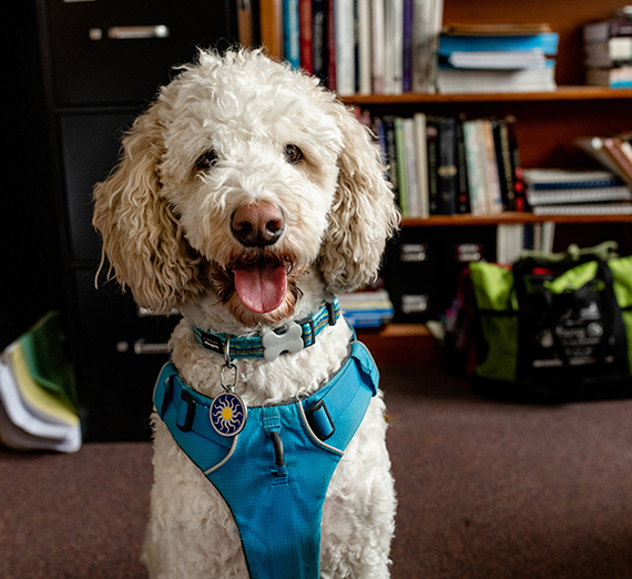 Spirit is a small white dog and the mascot for the Psychology department.