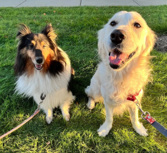 A Collie dog and a Golden Retriever