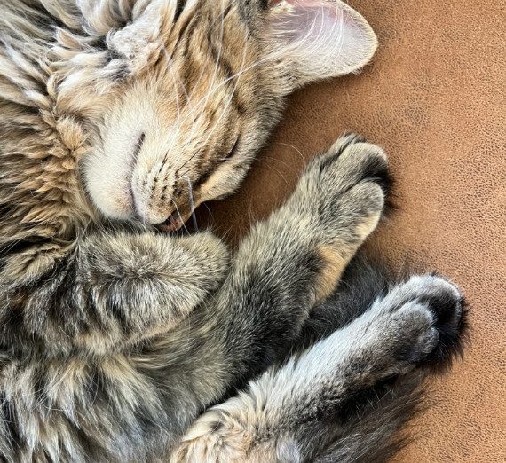 A sleeping calico cat.