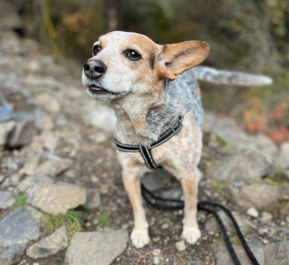 A small dog in a harness. The dog is light brown and which with black and white patches. 