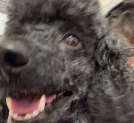 A black poodle's face close to the camera.