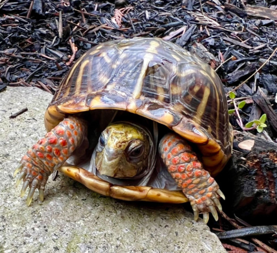 A tortoise with a brown shell and orange spots on his legs. 