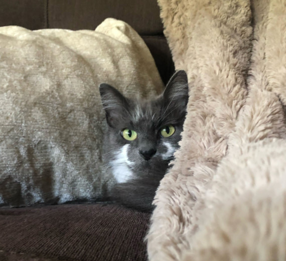 A grey cat with with white patches around it's mouth and nose peeking out from between cushions and blankets. 