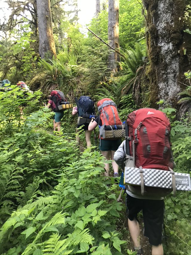 Students backpacking in a line through the forest