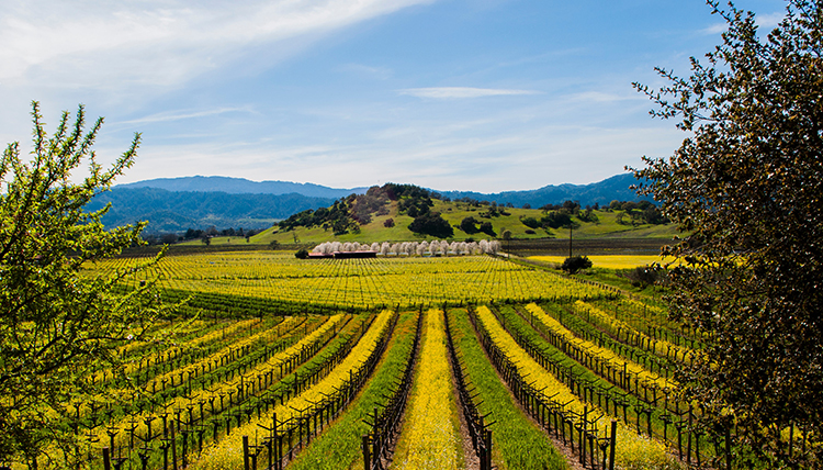 Napa Valley Conference