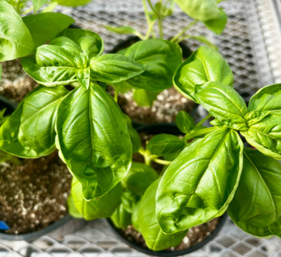 Green leafy plants in pots on green house shelves. 