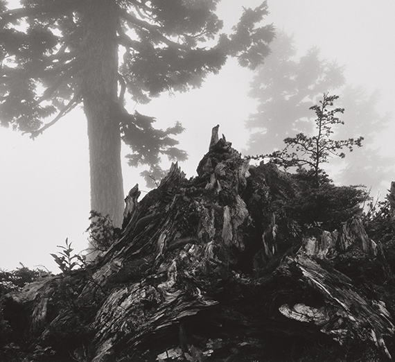 Ansel Adams print, Tree Stump and Mist Northern Cascades, Washington