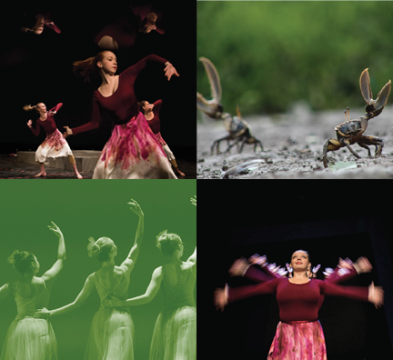 Images of dancers and fiddler crabs