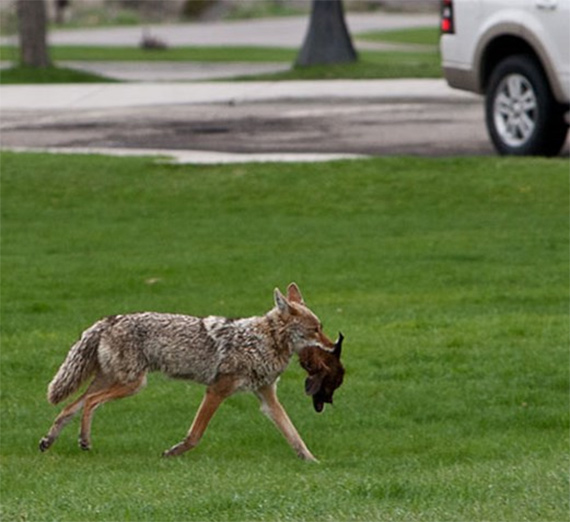 A coyote trots past a car with a bird in its mouth