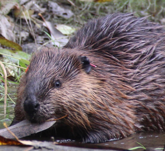 Beaver in water holding a leaf.