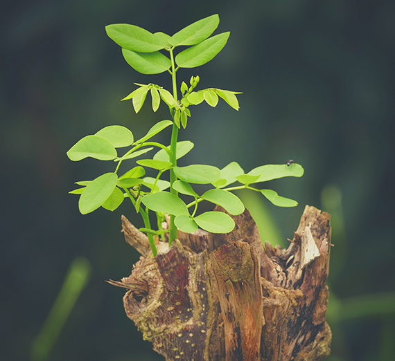 Close up of green plant leaves.