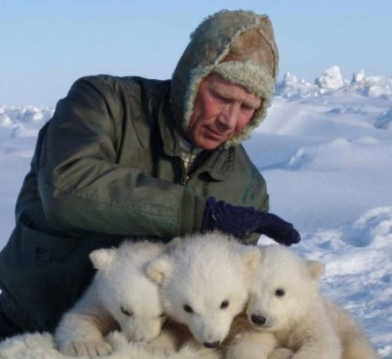 Dr. Steve Amstrup with polar bear cubs