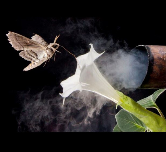 A moth hovering by an open flower while being enveloped by fumes coming from a pipe.