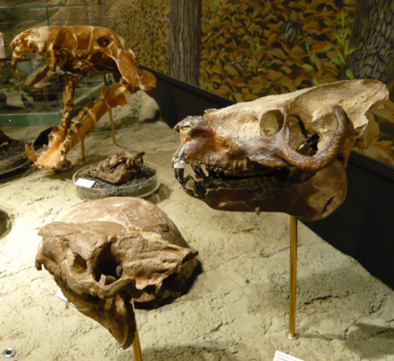 Seveal fossilized animal skulls