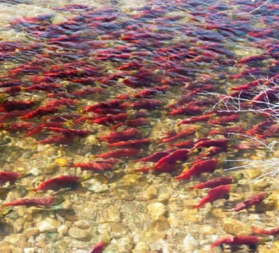 salmon spawn in river