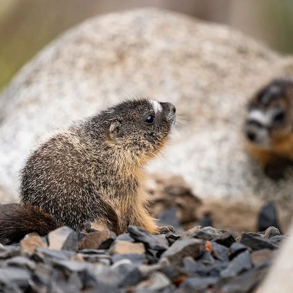 Two small marmots.