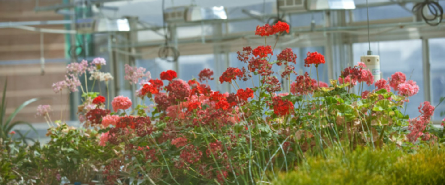 Red and pink flowers growing in the greenehouse. 