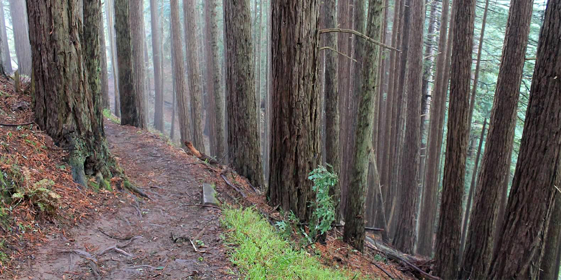 trees in a foggy forest