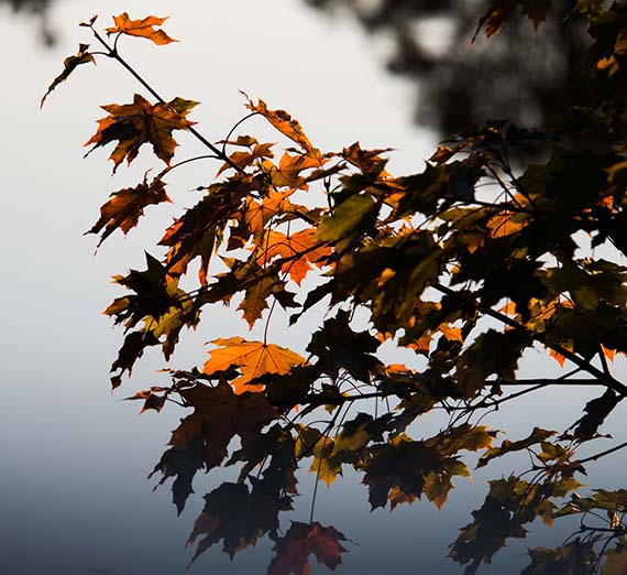 Fall maple leaves.