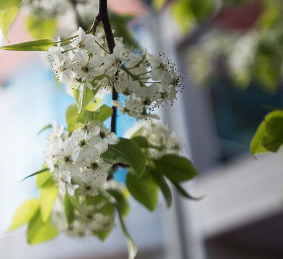 Decorative Flowers in front of building.
