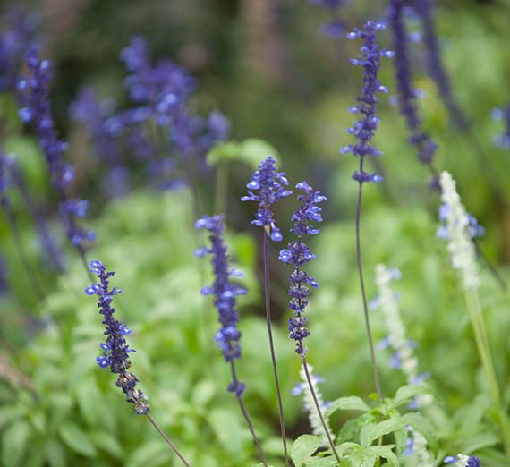 Decorative purple flowers.