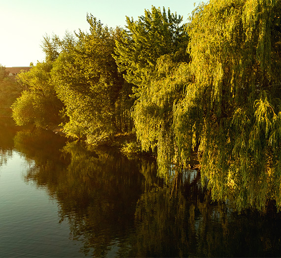 willow trees near lake
