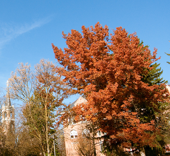 Campus trees and buildings during the late fall season