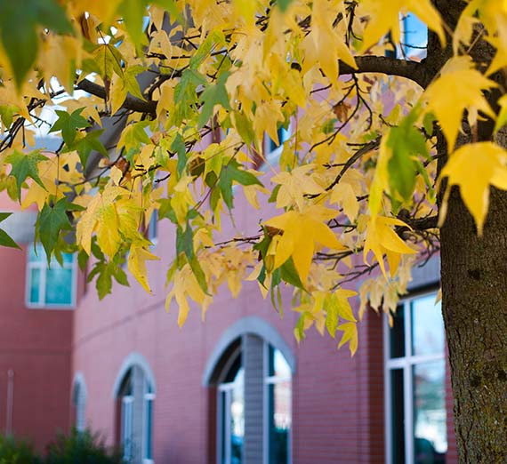 Yellow tree leaves with brick building in background.