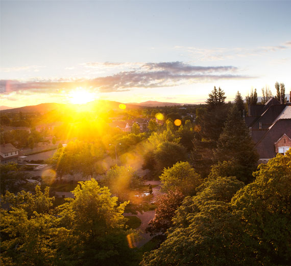 trees on campus at sunrise 