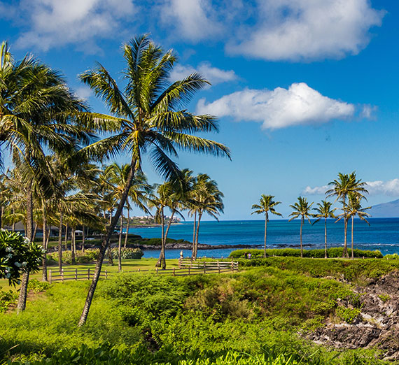 Maui beach with palm trees