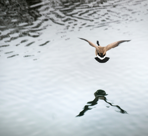 A goose flying low to the water.