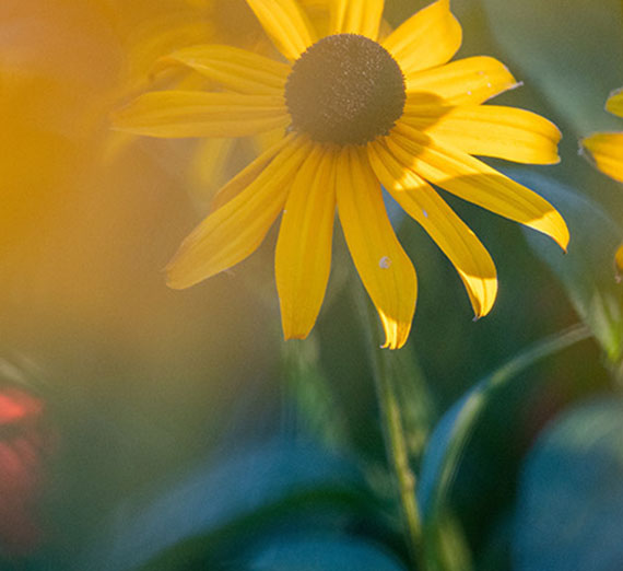 Yellow flower pedals